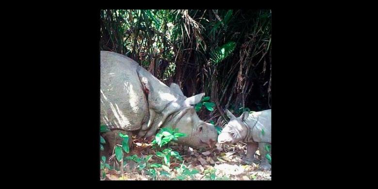 Tiga Badak Jawa Lahir Di Taman Nasional Ujung Kulon