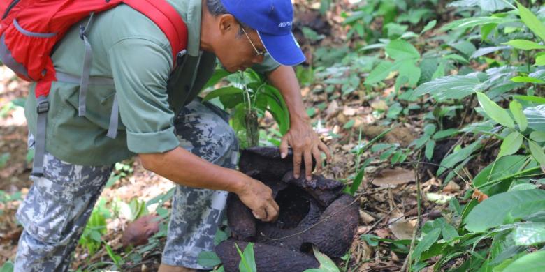 Gambar Bunga  Raflesia  Arnoldi Gambar Bunga 