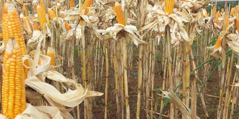 Ini 5 Cara Pemerintah Meningkatkan Kualitas Pangan