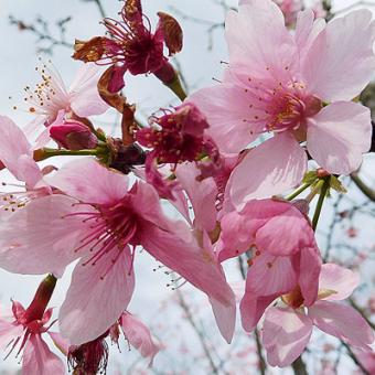 85 Gambar Lucu Bunga Sakura HD