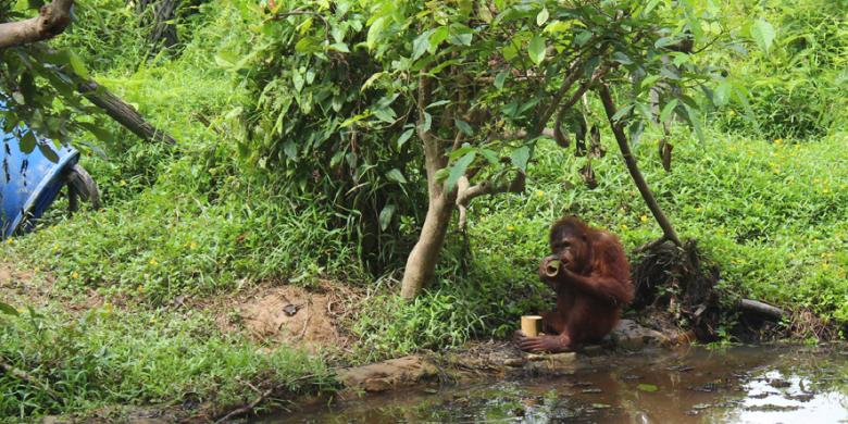 Salah Satu Pulau Di Orangutan Island Yaitu Pulau Lima Terdapat Pasang Ibu Dan Anak Orangutan Salah Satunya Ical Yang Berumur Tahun Anak Dari Imut Salah Satu Pulau Di Orangutan Island Yaitu Pulau Lima Terdapat Pasang Ibu Dan Anak Orangutan Salah Satunya Ical Yang Berumur Tahun Anak Dari Imut