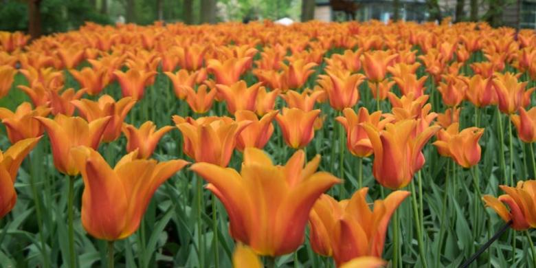 100+ Gambar Taman Bunga Tulip HD