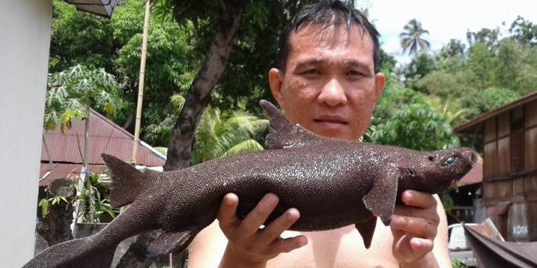  Ikan  Langka Mirip Hiu  Ditemukan di Minahasa Mungkinkah 