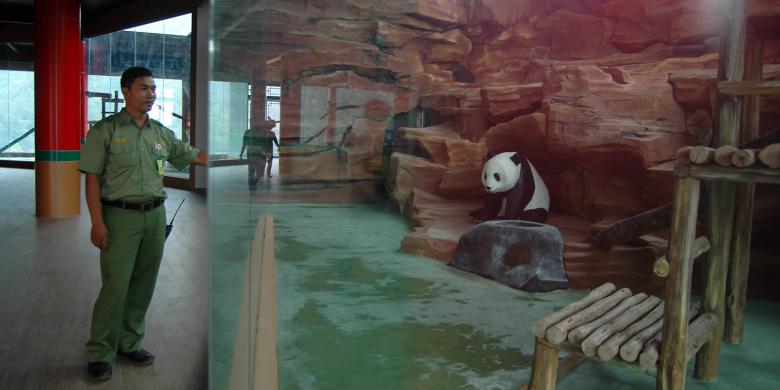 September 2021 Sepasang Giant Panda Jadi Penghuni Taman  