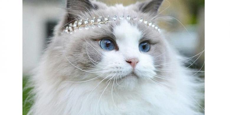Perkenalkan Kucing  Paling Cantik  di Dunia Kompas com