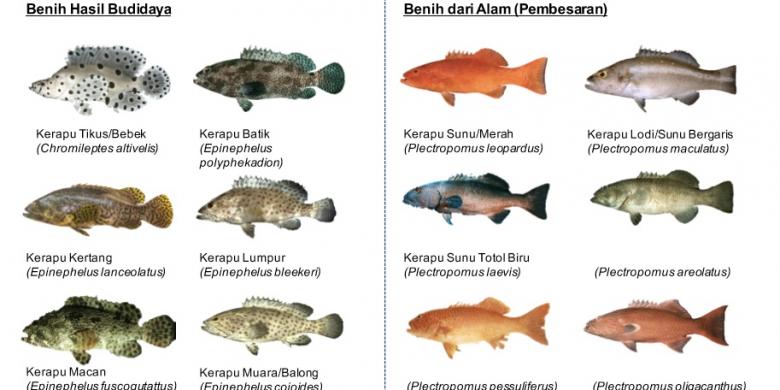 Mengembalikan Laut Nusantara sebagai Surga Ikan Halaman all - Kompas.com
