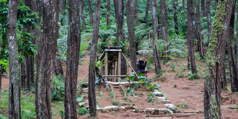 Purwakarta Juga Punya Hutan Pinus Kompas com