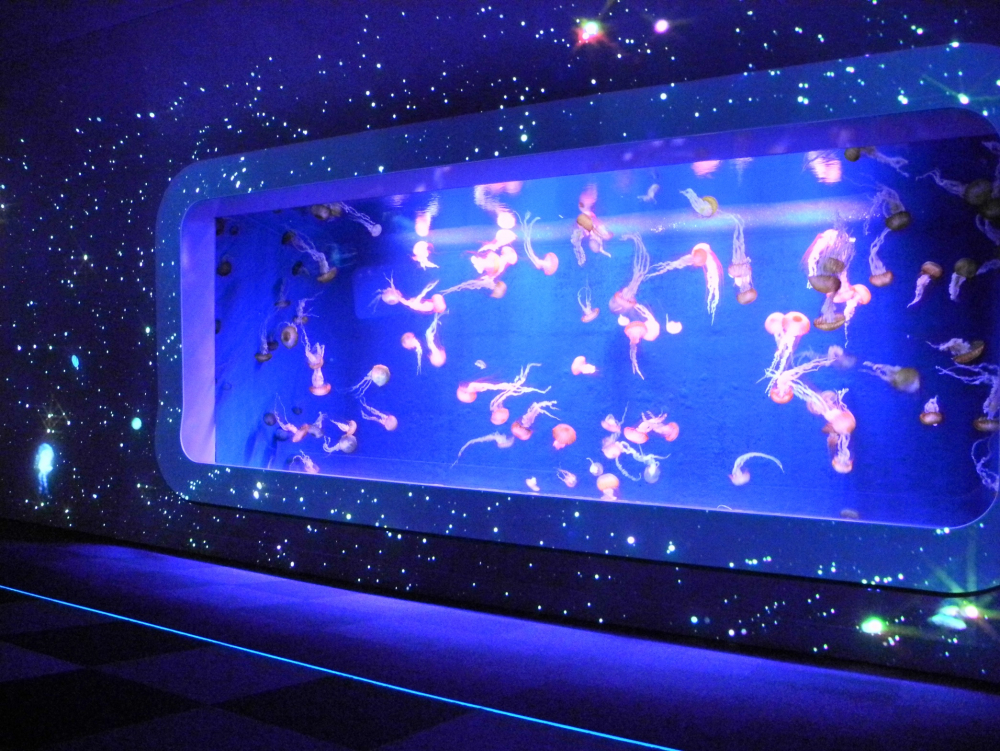 Night Wonder Aquarium merupakan event tahunan yang diselenggarakan sejak 2014. 