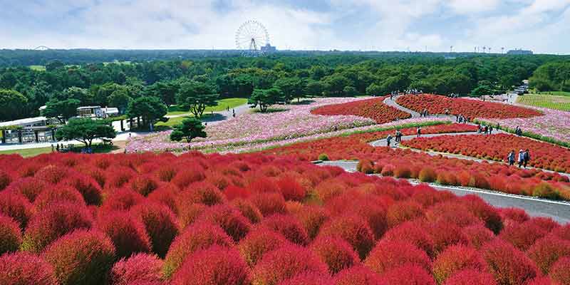 Pemandangan di daerah Ibaraki, Jepang, yaitu hamparan tumbuhan Kokia (Kochia Schoparia) yang berbentuk seperti bulatan dan berwarna merah di Hitachi Seaside Park.  
