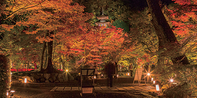 Kuil Eikando di Kyoto terkenal dengan pemandangan pohon maple kemerahannya pada musim gugur. 