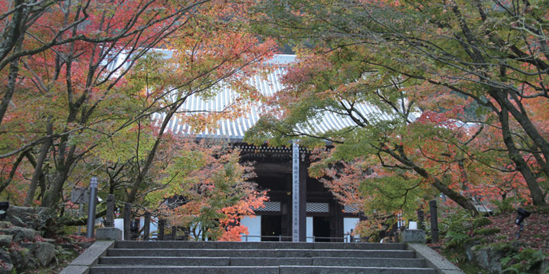 Kuil Eikando di Kyoto terkenal dengan pemandangan pohon maple kemerahannya pada musim gugur. 