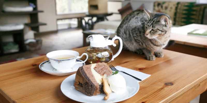 Kamakura Neko no Ma di Prefektur Kanagawa merupakan kafe kucing bernuansa retro yang dibangun menyerupai rumah penduduk Jepang zaman dulu. 