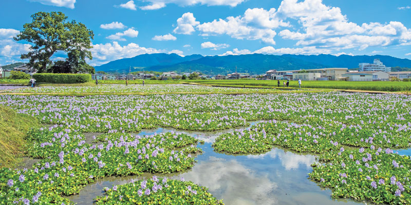 Eceng gondok yang sengaja ditanam di sawah bekas reruntuhan Kuil Motoyakushiji, kota Nara, Jepang, ini paling baik dinikmati pada akhir bulan September.
