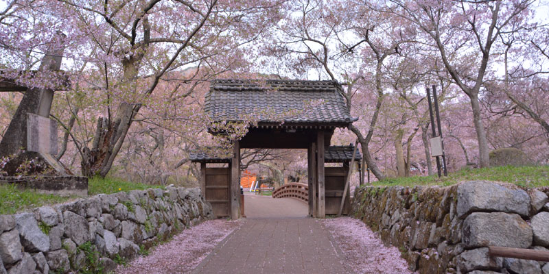 Taman Takatojoshi Koen di daerah Shinshu, Prefektur Nagano, Jepang, merupakan sebuah taman yang terkenal sebagai tempat melihat bunga sakura. Setiap tahun, sekitar 200.000 wisman datang ke taman ini.