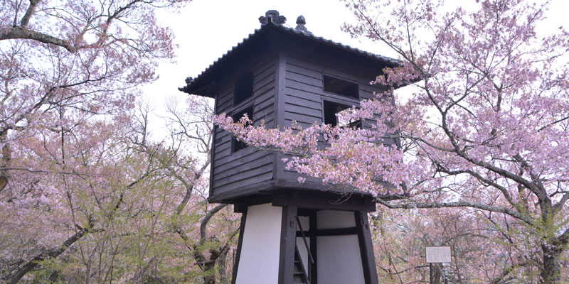 Taman Takatojoshi Koen di daerah Shinshu, Prefektur Nagano, Jepang, merupakan sebuah taman yang terkenal sebagai tempat melihat bunga sakura. Setiap tahun, sekitar 200.000 wisman datang ke taman ini.