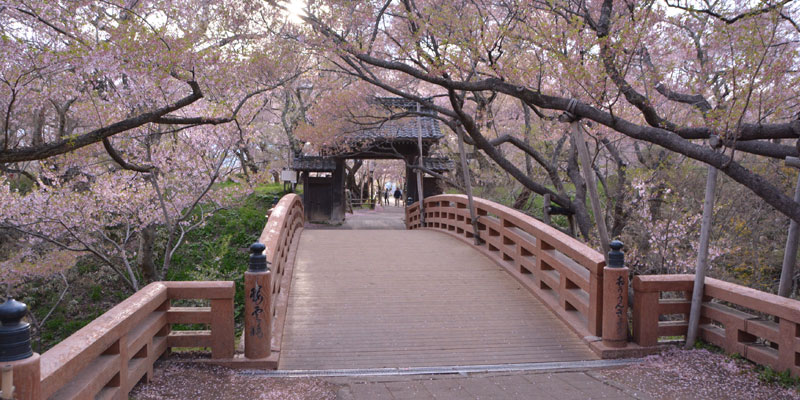 Taman Takatojoshi Koen di daerah Shinshu, Prefektur Nagano, Jepang, merupakan sebuah taman yang terkenal sebagai tempat melihat bunga sakura. Setiap tahun, sekitar 200.000 wisman datang ke taman ini.