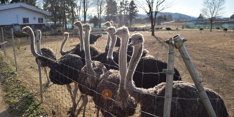 Peternakan burung unta di Prefektur Ibaraki, Jepang dengan jarak sekitar dua jam dari Tokyo dengan mobil yang dikelola oleh perusahaan Jonan Green System.