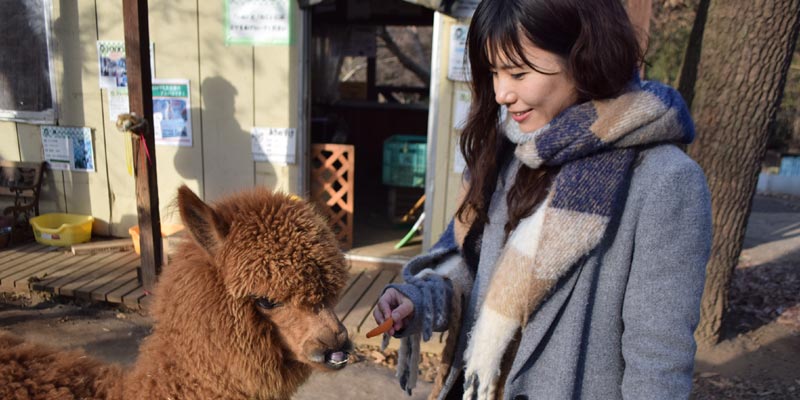 Di Dacho Oukoku (kerajaan burung unta), Jepang, ini juga ada area bernama Minami no Makiba di mana wisatawan dapat bermain dengan lebih dari 50 jenis hewan seperti kanguru dan kuda poni, alpaca (hewan sejenis unta yang berasal dari Amerika Selatan).