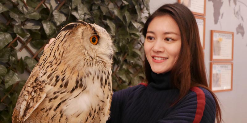 Burung hantu di Moff animal cafe cabang Aeon Mall Makuhari Shintoshin di Prefektur Chiba, Jepang.