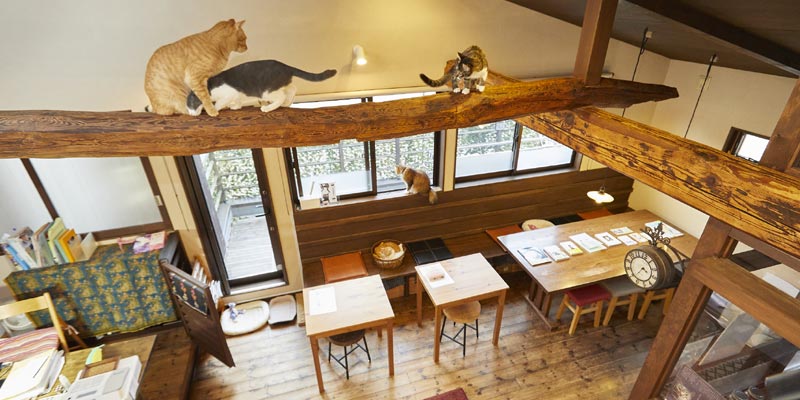 Ada 13 sampai 15 ekot kucing di kafe Kamakura Neko no Aida, Tokyo, Jepang. Kita bisa mengajak mereka bermain atau hanya melihat mereka yang sedang bercanda satu sama lain.