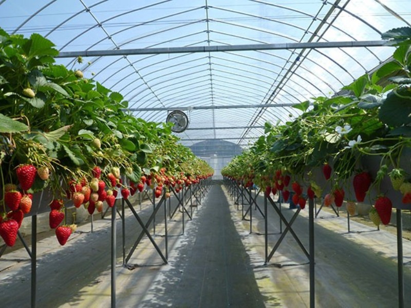 Strawberry House di Kota Ebina