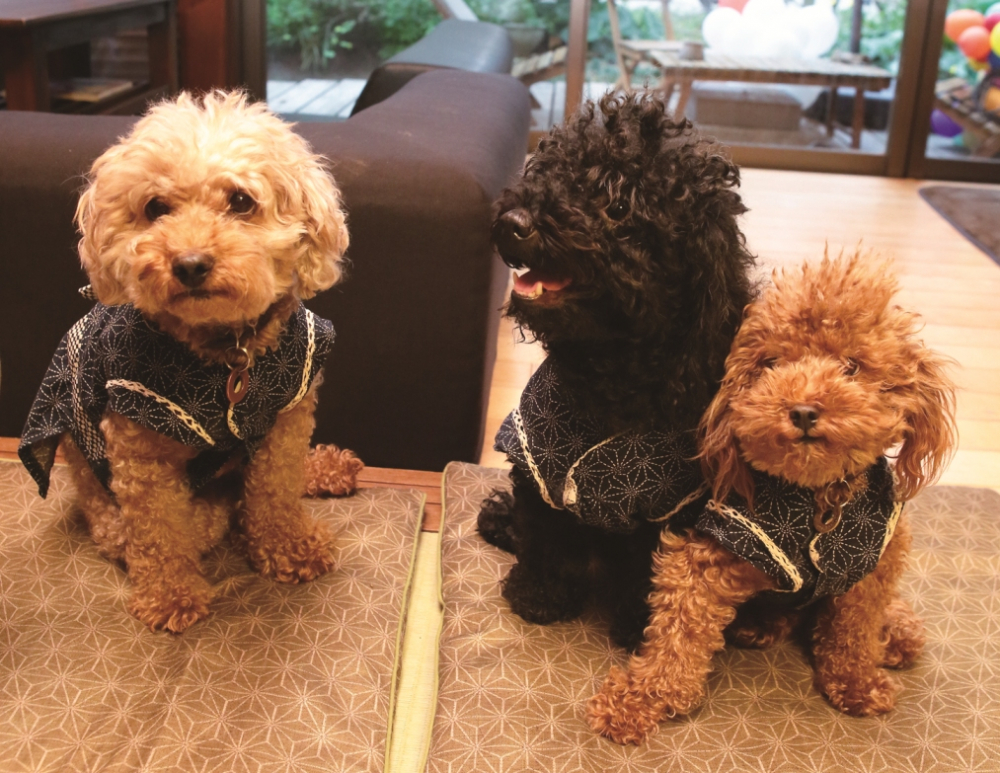 Tiga anjing yang menggenakan pakaian lucu dan mirip dengan boneka ini bisa kita temui di Wa-Café Chigusa.