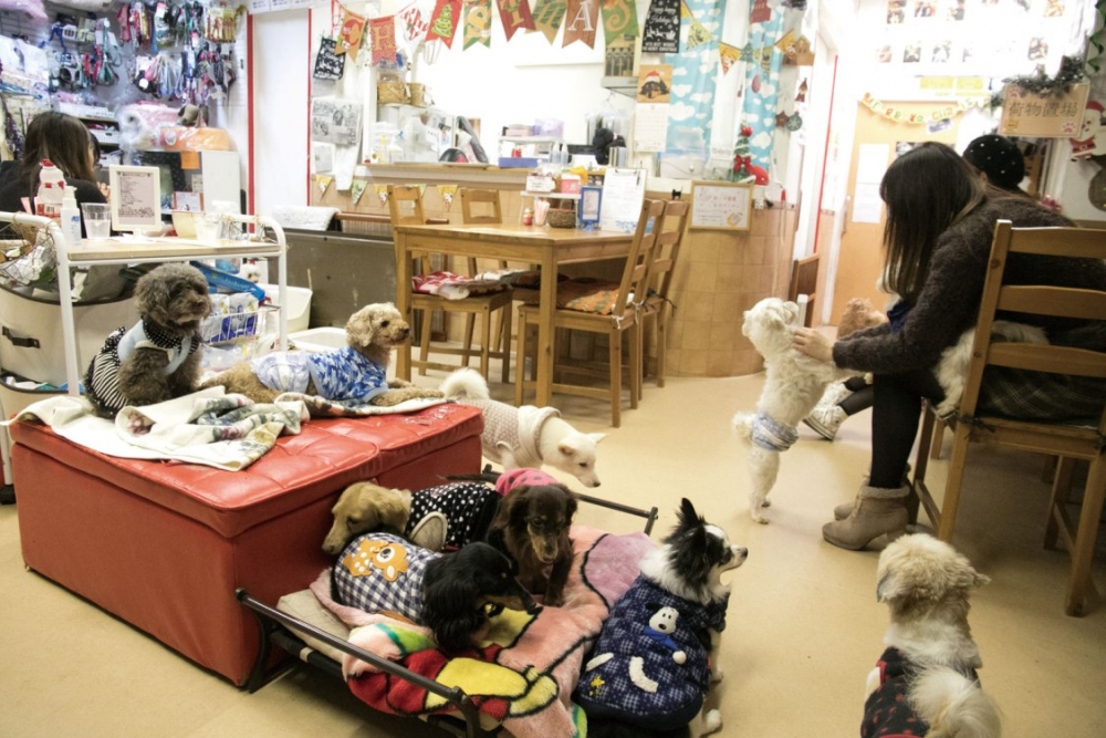 HOKOGEN CAFE(R)/SALON Dog and Cat Cafe