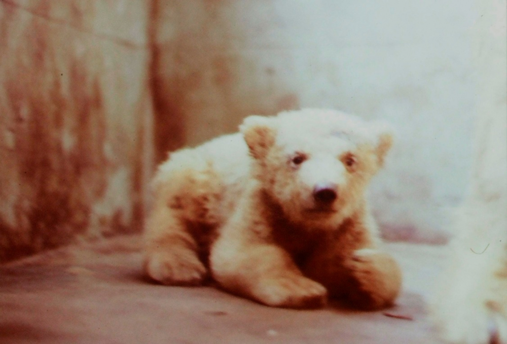 Beruang kutub pertama di Jepang lahir pada November 1974  sebanyak 1 ekor