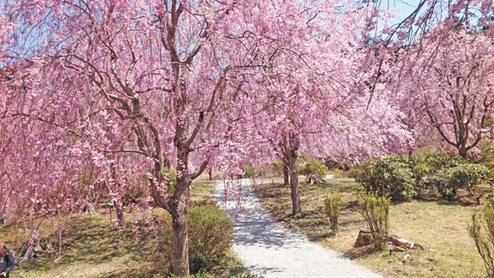 Taman Takami no Sato yang terletak di gunung Yoshino, prefektur Nara, ini berjarak sekitar satu jam setengah dari pusat kota Osaka. Di dataran dengan ketinggian 650 meter dari atas laut ini tumbuh seribu batang shidare zakura. 