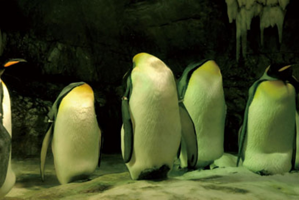Penguin yang terlelap sambil berdiri di area kutub Selatan