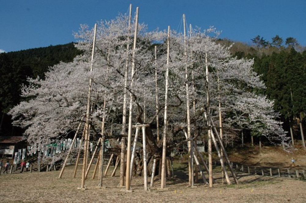 Usuzumi-zakura
