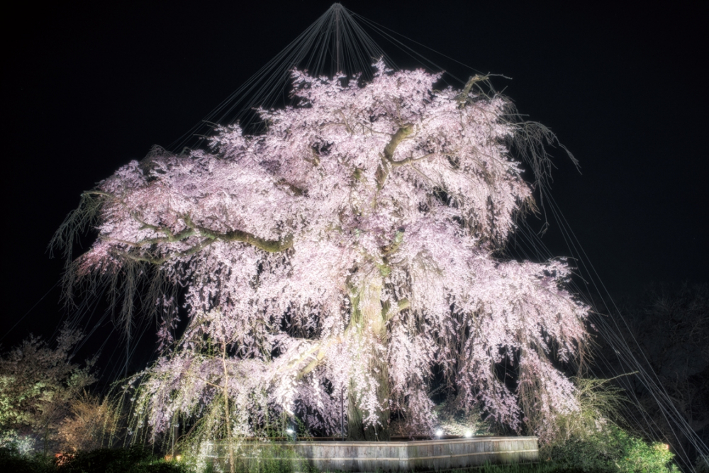 Di Maruyama Park, kita bisa melihat pohon shidare-zakura yang terkenal sebagai Gion no Yozakura yang berarti: pemandangan sakura malam hari di Gion.