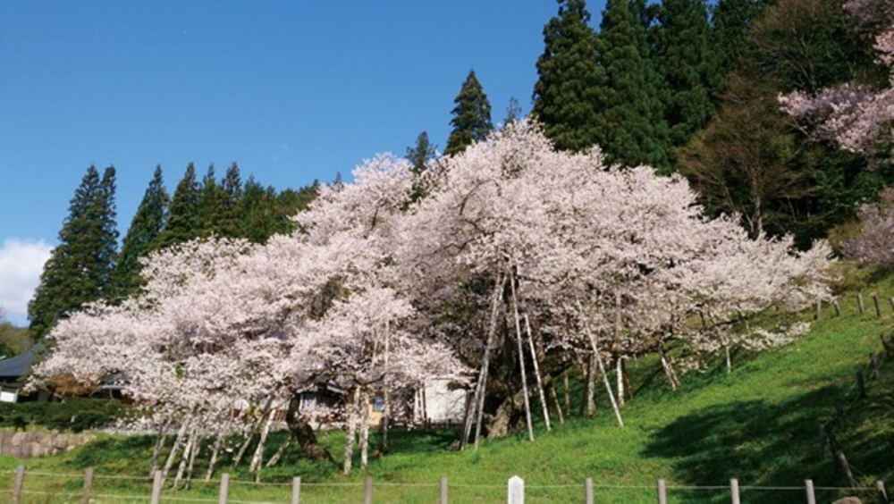 Edo Higan-zakura yang ada di kota Takayama prefektur Gifu 