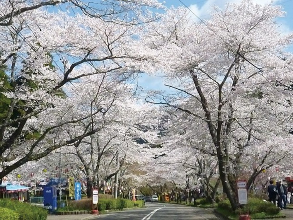 Terao Gahara Senbon-zakura Park
