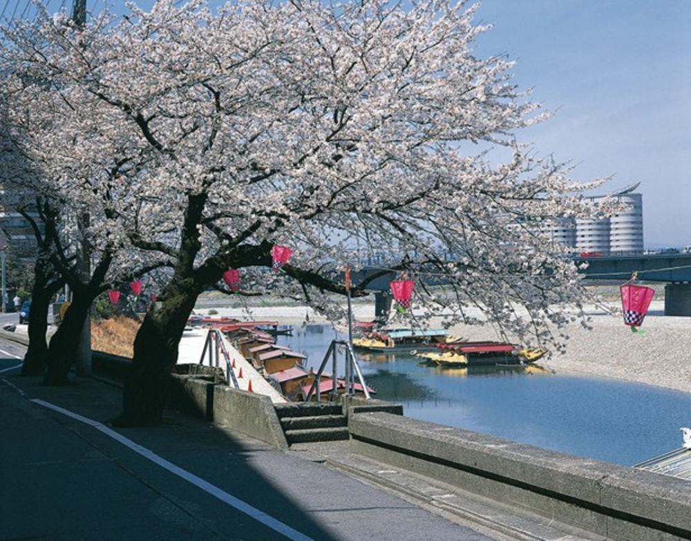 Ukai-zakura di Nagara River Side Gifu Park