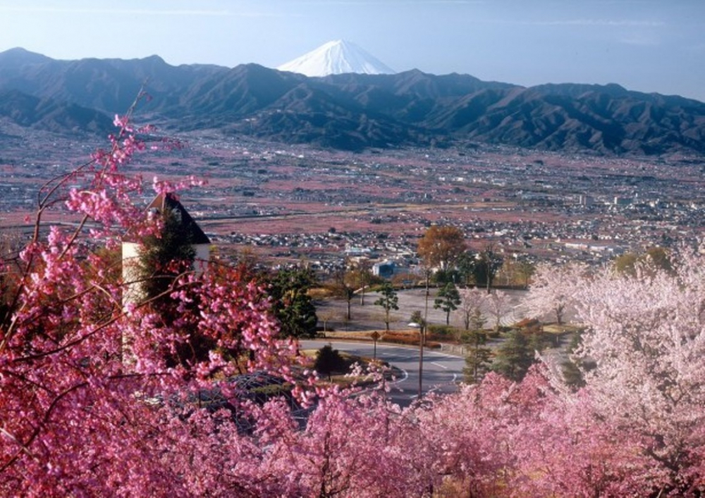 pemandangan bunga persik dan sakura serta Gunung Fuji di daerah Yamanashi 