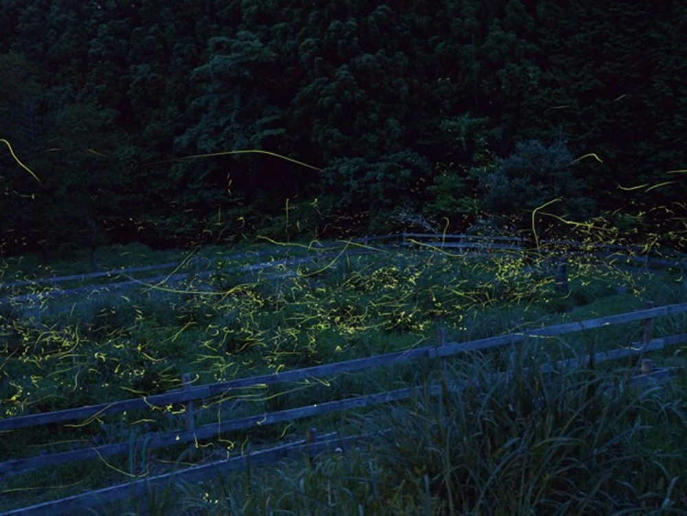 Herb Garden pada malam hari.