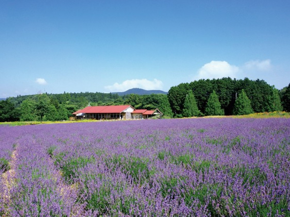 kebun lavender