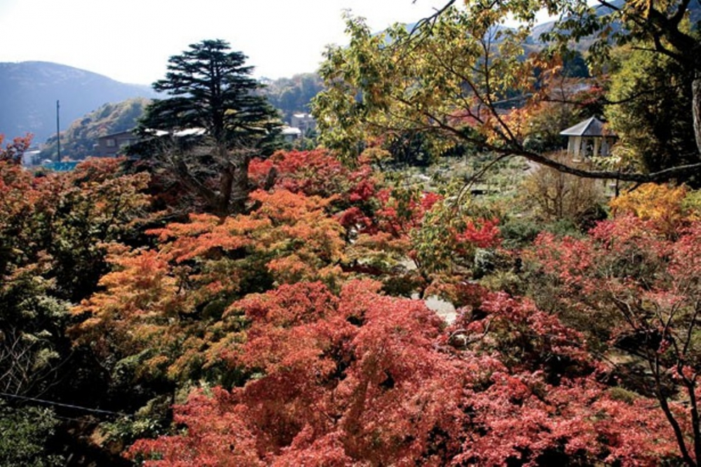 Hakone Gora Park, terbentang keindahan alam yang luar biasa di wilayah ini.
