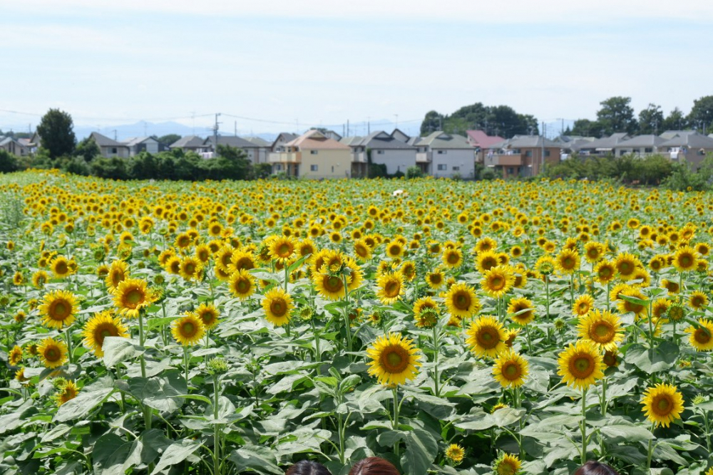 Bunga matahari (Himawari)