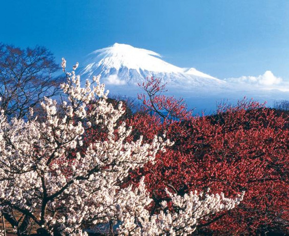Pemandangan Gunung Fuji dan bunga ume di ”Iwamotoyama Park”