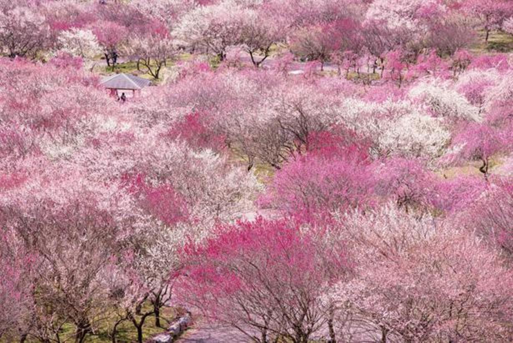 Taman “Inabe City Nogyokoen, Bairin Koen” dikenal sebagai tempat terbaik di area Tokai untuk menikmati warna-warni bunga ume yang mekar penuh. Di sini terdapat sekitar 100 jenis bunga ume dengan pohonnya yang berjumlah 4000.