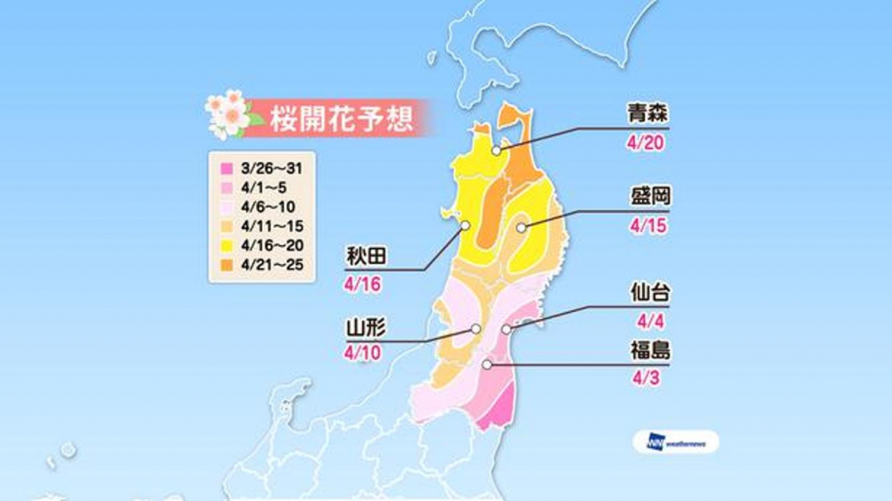 Prediksi sakura mekar di area Tohoku (Prediksi diumumkan tanggal 16 Januari 2019/ Weather News). 
