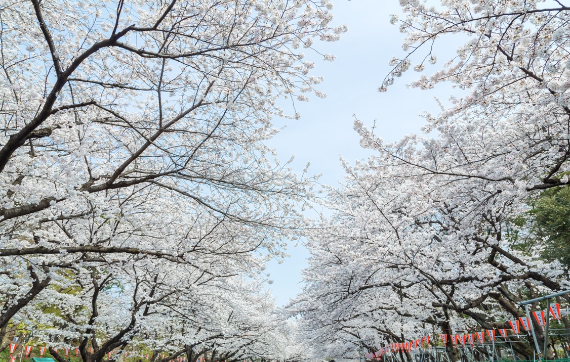 Sakura