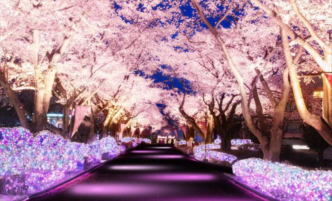 Jajaran pohon sakura sepanjang 180 meter di light-up dengan warna dasar merah muda sama seperti bunga sakura. 