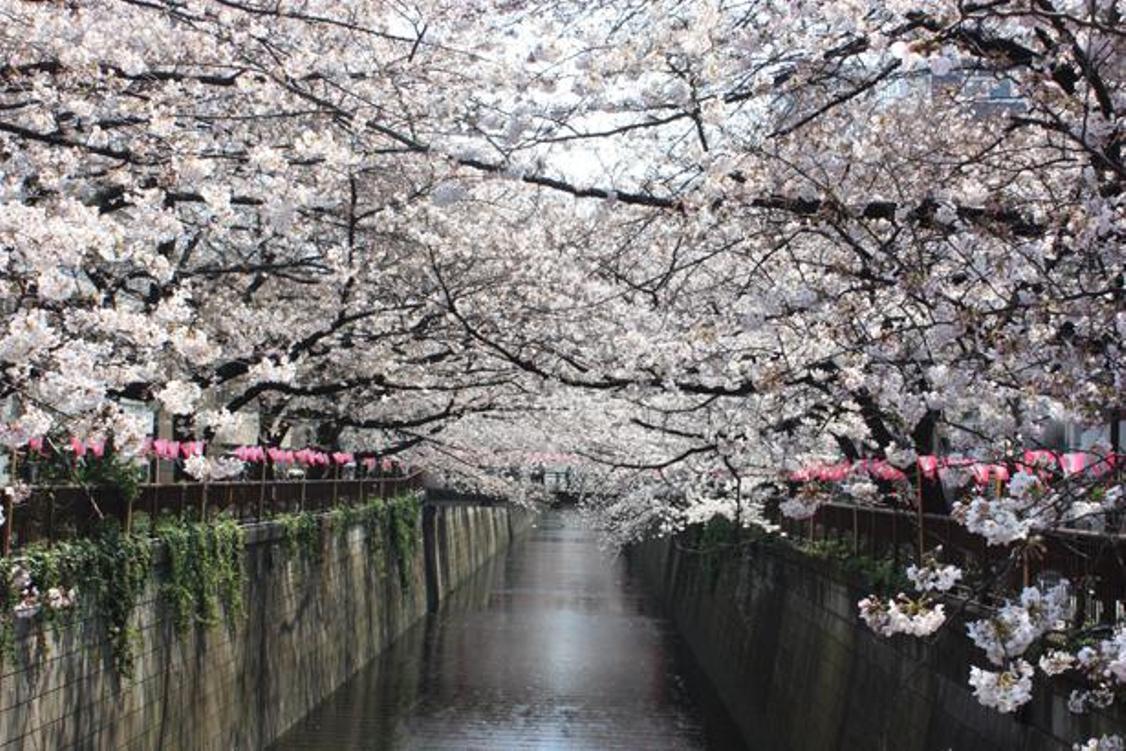 Sakura yang indah di sepanjang kedua sisi tepian sungai. Ada banyak sakura yang bisa dilihat karena sakura tampak berbeda di hulu dan di hilir.