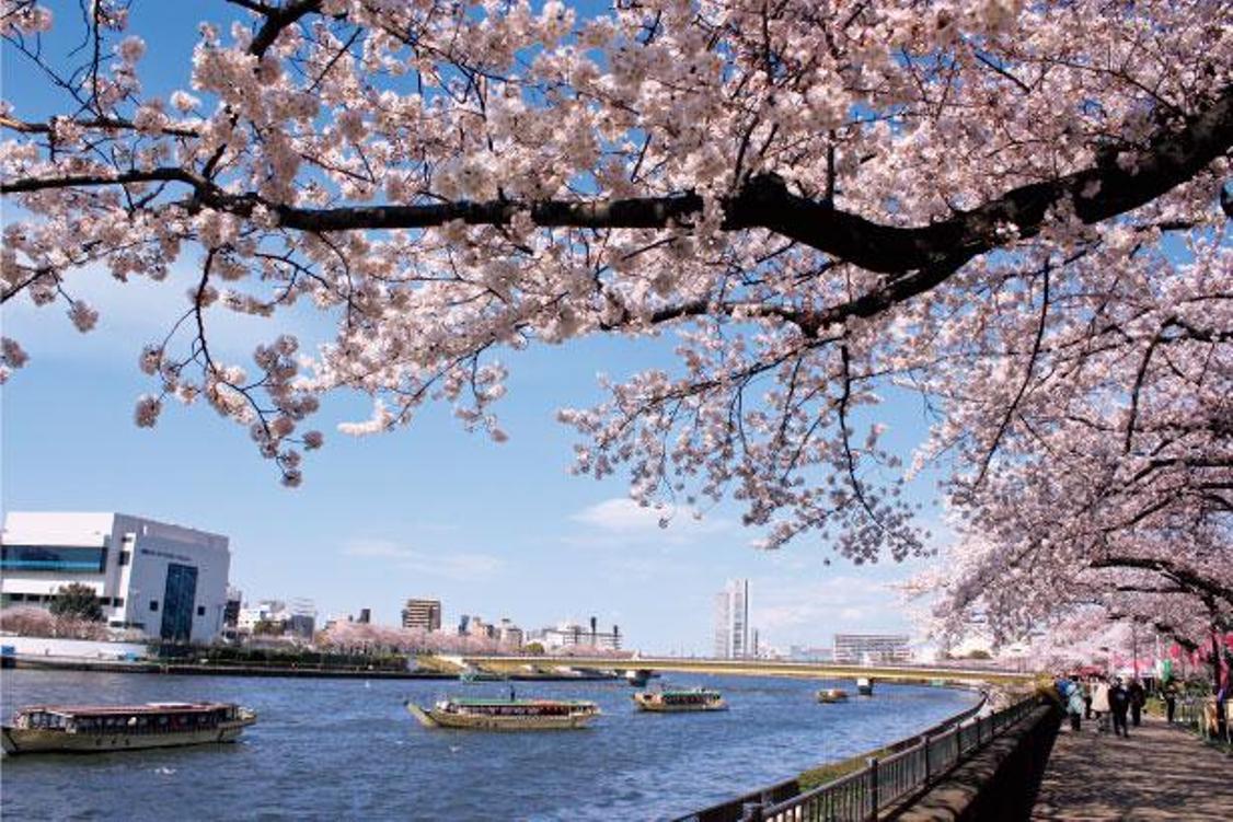 Warna kontras birunya air dan sakura berwarna pink tampak begitu cerah. Ada rumah perahu dan juga bus air.
