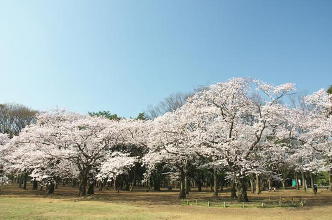 Taman ini dipenuhi orang-orang saat sakura mekar sempurna, jadi pastikan Anda tidak berhenti di satu spot untuk waktu yang lama. 