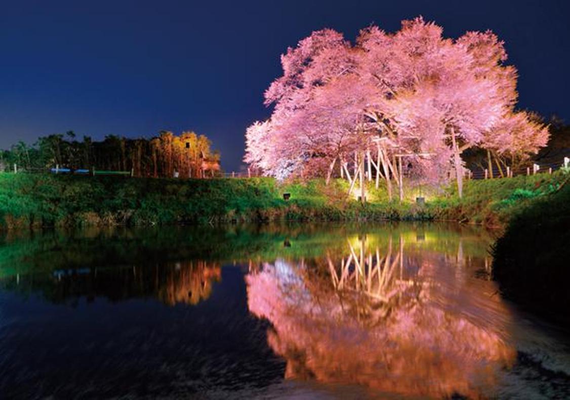 Satu pohon Sakura berumur 100 tahun dengan pemandangan yang luar biasa dan indah