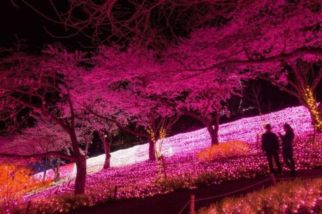 Menikmati pemandangan bunga sakura & iluminasi dari balon udara “Sagamiko Resort Pleasure Forest”. 